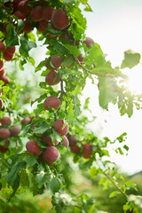 Ripe plums hang from lush green branches, illuminated by bright sunlight. This vibrant display...