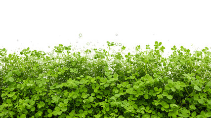 Obraz premium Vibrant green clover leaves with water droplets and air bubbles against a white background