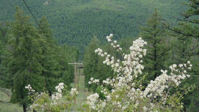 Flowering white bush on mountain top with power lines in summer 