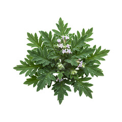Obraz premium Magnificent Mugwort: A Detailed Close-Up of Artemisia Vulgaris