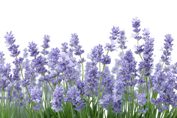 Naklejka premium Purple lavender flowers isolated on transparent background