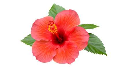 Vibrant red hibiscus flower with green leaves isolated on white