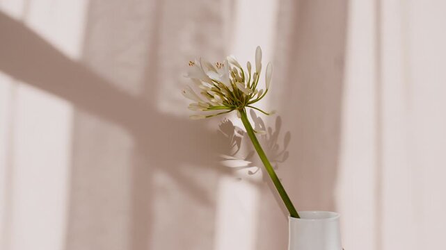 Fower stand in a vase by the window. Wind blows through the open window in the room. Waving white tulle near the window. Product presentation, mockup for advertising. High quality 4k footage