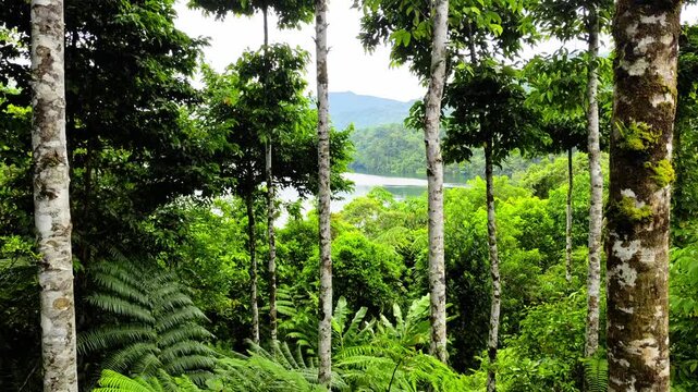 Lush tropical landscape, looking through jungle trees to lake danao, leyte.