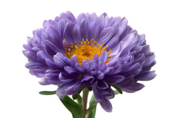 Purple aster flower isolated on transparent background