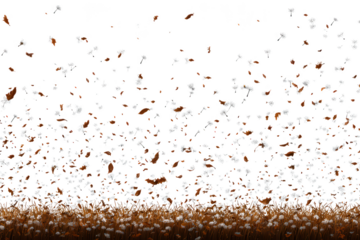 Autumn leaves and dandelion seeds blowing in the wind isolated on transparent background