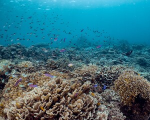 Vibrant coral reef teeming with countless fish in a tropical underwater scene.