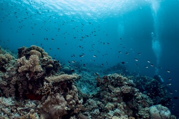 A diver explores a vibrant coral reef teeming with fish in crystal-clear turquoise waters.