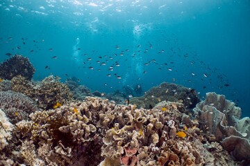 Fototapeta premium Divers explore a vibrant coral reef teeming with schools of fish in crystal-clear waters.