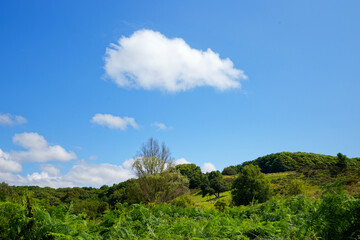 Fototapeta premium Antifer valley in Normandy coast