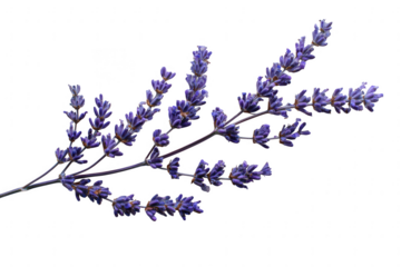 A sprig of lavender isolated on transparent background