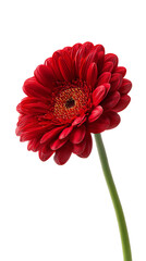 Red isolated Gerbera flower.