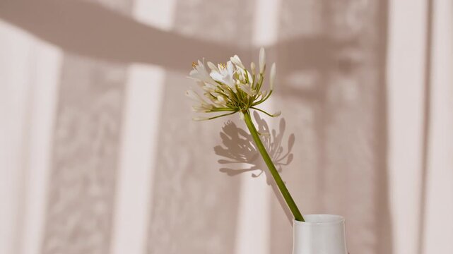 Fower stand in a vase by the window. Wind blows through the open window in the room. Waving white tulle near the window. Product presentation, mockup for advertising. High quality 4k footage