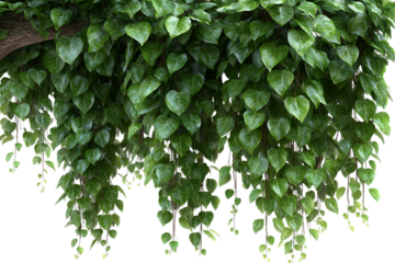 Lush green vines isolated on transparent background
