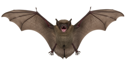 Aggressive Bat with Open Wings Isolated.
