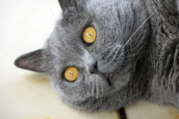 A stunning close-up portrait of a gray British Shorthair cat with vibrant yellow eyes.