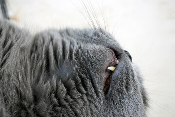 A charming close-up of a British Shorthair gray cat's face, showcasing its fluffy fur and teeth.