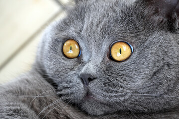 An adorable British Shorthair gray cat with intense yellow eyes stares intently, close up.