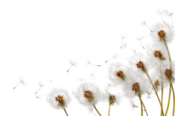 Dandelion seeds blowing in the wind isolated on transparent background