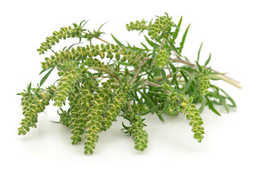 Flowers and leaves of ambrosia.