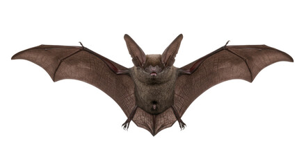 Fototapeta premium Brown Bat with Open Wings.