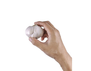 A bulb of garlic in hand, showing freshness and culinary use, isolated and clean composition.


