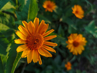 Bright Orange False Sunflower Blooms in Golden Light