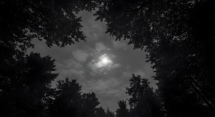 Fototapeta premium Moonlit Forest Canopy A Black and White Nocturne