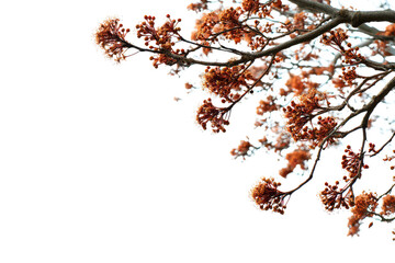 Orange blossoms on a tree branch isolated on transparent background