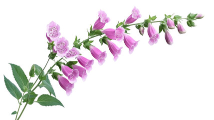 Foxglove flowers isolated on white background