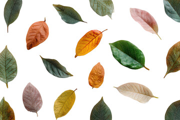 Obraz premium Scattered autumn leaves in various colors isolated on transparent background
