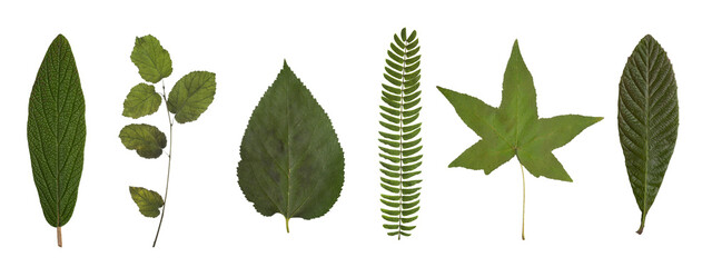 Various green leaves of different shapes and textures displayed on a white background.