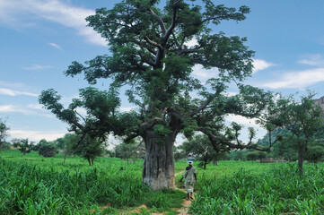 Landscapes of the Bandiagara cliffs in Mali