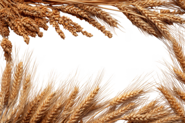 Golden wheat stalks forming a decorative border isolated on transparent background