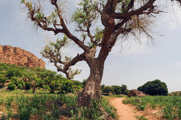 Landscapes of the Bandiagara cliffs in Mali