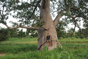 Tourist sitting on a large baobab tree on the Bandiagara Fault