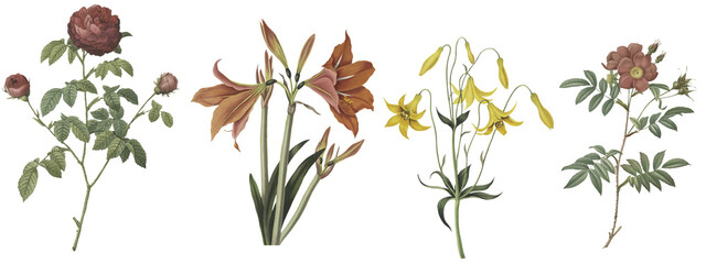 set of wild flowers on a white background