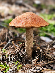 Red-capped Aspen scaber stalk mushroom or aspen bolete Leccinum aurantiacum growing in forest.