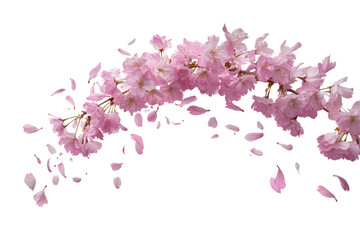Fototapeta premium Pink cherry blossom branch with falling petals isolated on transparent background