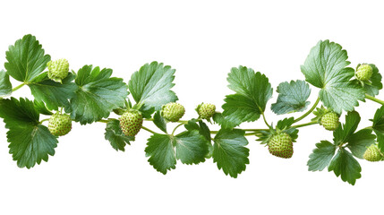 Fresh green strawberry foliage isolated on white background
