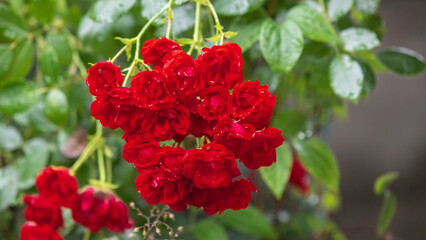 A bouquet of small red roses.