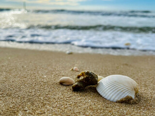 shell on the beach