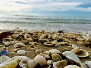 shell on the beach