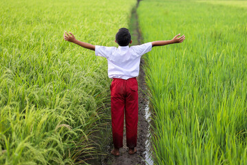 Back View Of Young Indonesian Elementary School Boy Standing With Arms Wide Open In Rice Field