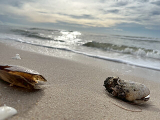 sea shell on the beach