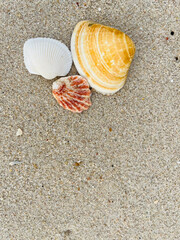 shell on the sand