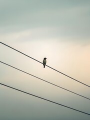 A solitary bird perched on a power line under a pale sky, symbolizing isolation and minimalism in a peaceful natural environment with soft atmospheric light