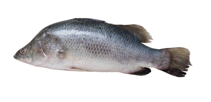 A fresh whole barramundi fish isolated on white background. Perfect for culinary use, seafood menus, recipes, or health and nutrition themes.