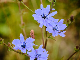 Close up of blooming cornflowers with ants by roadside in rural Germany