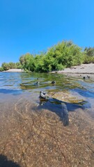 
A group of freshwater turtles swimming in shallow river water with clear visibility of the riverbed. Bright blue sky and green vegetation in the background, captured on a sunny summer day in nature.